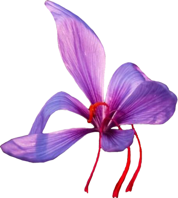 Saffron Flower Illustration
