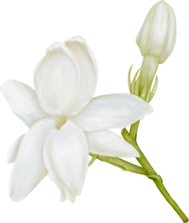Watercolor of Decorative Jasmine Flower Bloom and Buds-Front